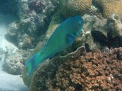 Scarus scaber_23-03-10_Ningaloo Reef Coral Bay WA - 2.jpg