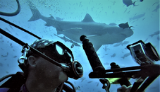 Beqa Lagoon Shark Dive.png