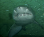 Sharks-238c.jpg