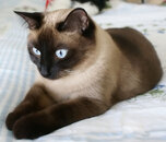 Siamese Cat.jpg