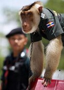 Thai police monkey.jpg