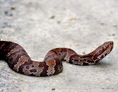 R-002-Pygmy-Rattle-Snake.jpg