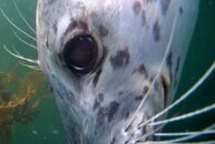 harbor seal eye Lobos 10-11-19.JPG