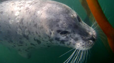 Curious harbor seal Lobos 10-11-19.JPG