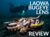 Laowa_Lens_Review_JIm_Decker_Cuttlefish_Banner-SB.jpg