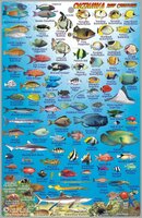 Okinawa Fish ID.jpg