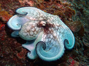 Caribbean_Reef_Octopus_Frederiksted_Pier_Symbiosis_Diving.jpg