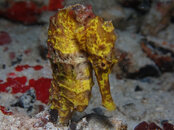 Longsnout Seahorse Yellow (5).jpeg