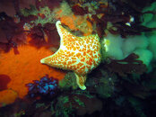 Leather Sea Star.jpg