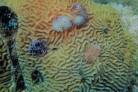Curacao Feather Duster Worms & Spinyhead Blennies.JPG