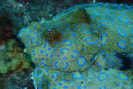 Curacao Peacock Flounder.JPG
