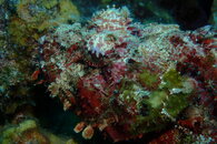 Curacao Scorpionfish.JPG