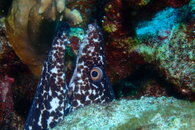 Curacao Spotted Eel.JPG