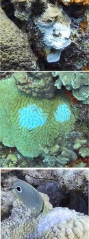 Coral disease Bonaire Godsey.jpg