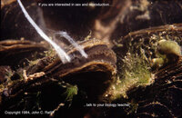 Mussel Spawning & Biology.jpg