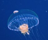 Jellyfish With Critter.JPG