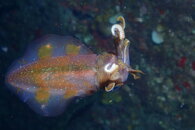Night Dive Squid.JPG