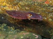 Hayama Cuttlefish.jpg