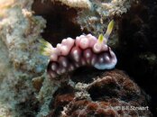 Moalboal Nudibranch House Reef.jpg