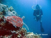 Moalboal White House Reef Sea Turtle and Benjim Medium Web view.jpg