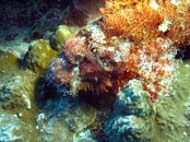 Guam Haps Reef Scorpionfish.jpg
