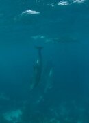 Bonaire dolphins sm.jpg