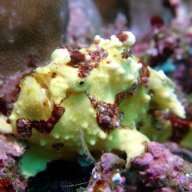 funscuba