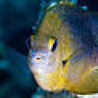 Damselfish