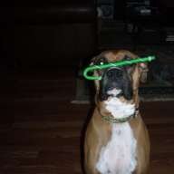 fosterboxermom
