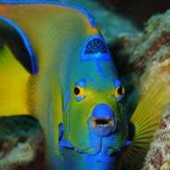 Doctorfish