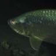 tarponchik