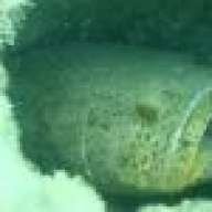 Ocean Pal