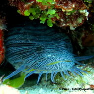 PacoBLUEProject
