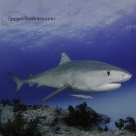 Sharkphoto