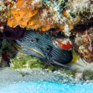 WPaDiver