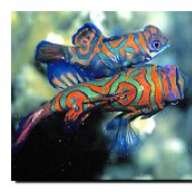 DenverDiver