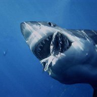 hammerhead man