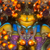 BCSGratefulDiver
