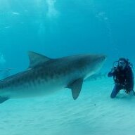Diver Rick