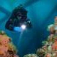 Mr Carcharodon