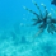 GAdiver