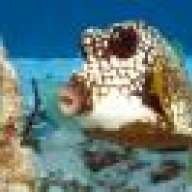 divemoreworkless