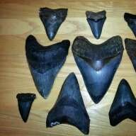 FossilDiverSteve
