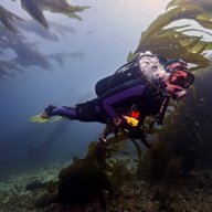 Ojai Diver