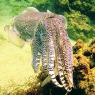 Boglefish