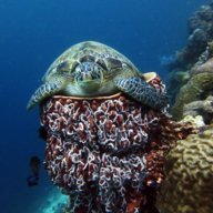 Turtle4