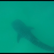 diveUAE