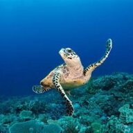 Aqua Turtle