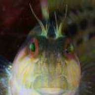 Puffer Fish