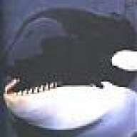 ~Orca*Chick~